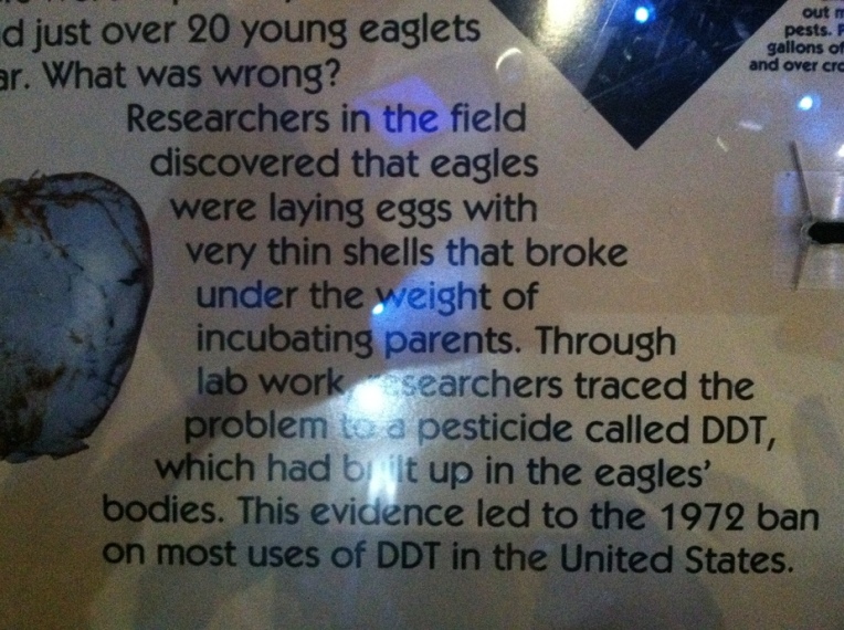 Patuxent DDT Eggs